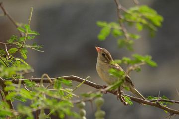 Sparrow