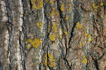 tree bark close-up