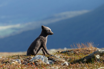 Arctic fox in a autumn setting in the arctic part of Norway
