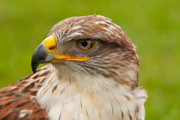 Buzzard, Buteo buteo