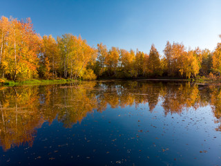 Fototapeta na wymiar Russian autumn landscape with birches and pond