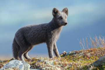 Arctic fox in a autumn setting in the arctic part of Norway