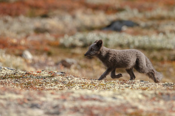 Naklejka na ściany i meble Arctic fox in a autumn setting in the arctic part of Norway