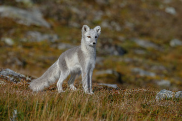 Arctic fox living in the arctic part of Norway seen in a autumn setting.