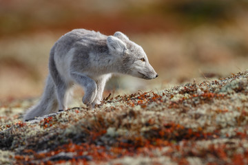 Arctic fox living in the arctic part of Norway, seen in autumn setting.
