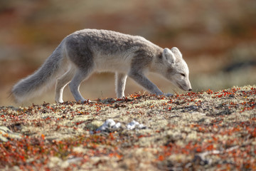 Arctic fox living in the arctic part of Norway, seen in autumn setting. © Menno Schaefer