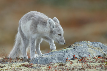 Obraz na płótnie Canvas Arctic fox living in the arctic part of Norway, seen in autumn setting.
