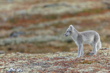 Arctic fox living in the arctic part of Norway, seen in autumn setting.