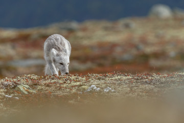 Arctic fox living in the arctic part of Norway, seen in autumn setting.