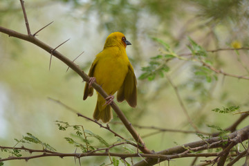 masked weaver