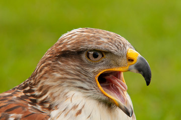 Buzzard, Buteo buteo
