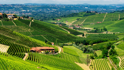 Vineyards near Barbaresco, Cuneo, in Langhe