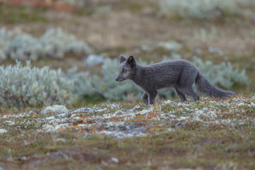 Arctic fox living in the arctic part of Norway, seen in autumn setting.