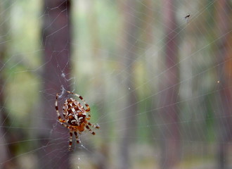 spider 