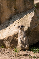 Suricata outdoors in nature.