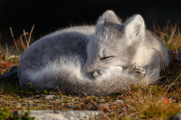 Naklejka na ściany i meble Arctic fox living in the arctic part of Norway, seen in autumn setting.