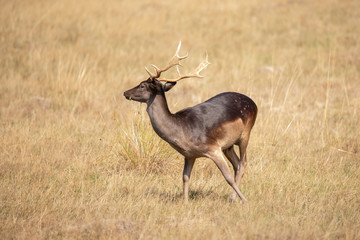 Fallow Deer, Dama dama