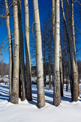 Populus tremula aspen trees at winter, Finland