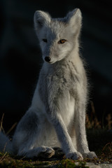 Arctic fox living in the arctic part of Norway, seen in autumn setting.
