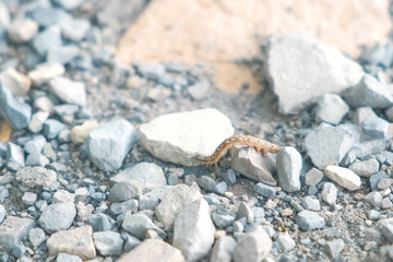 Caterpillar crawling on the grey pebble rocks.