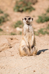 Fototapeta premium Suricata outdoors in nature.