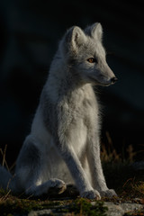 Arctic fox living in the arctic part of Norway, seen in autumn setting.
