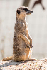 Suricata outdoors in nature.