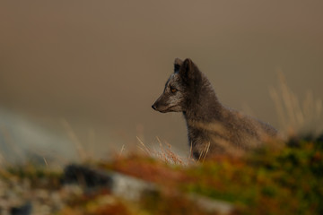 Obraz premium Arctic fox living in the arctic part of Norway, seen in autumn setting.