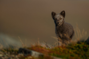 Arctic fox living in the arctic part of Norway, seen in autumn setting.