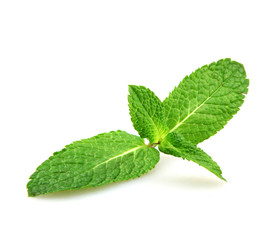 Fresh Mint Leaf Isolated On White Background