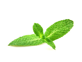 Fresh Mint Leaf Isolated On White Background