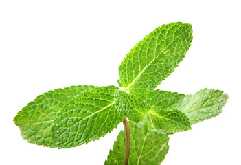 Fresh Mint Leaf Isolated On White Background