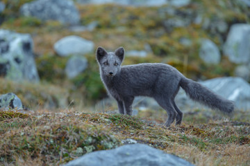 Naklejka premium Arctic fox living in the arctic part of Norway, seen in autumn setting.