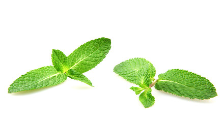 Fresh Mint Leaf Isolated On White Background