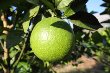 green orange on the tree