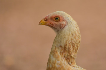 hen