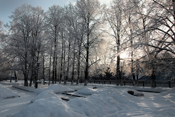 winter park  branch of the plant covered with snow