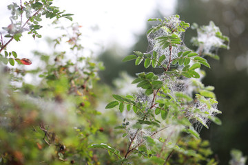 End of summer season in the park