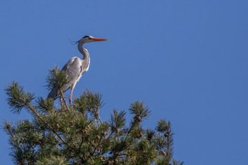 Grey Heron in Denmark