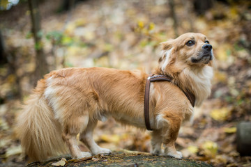 Hund horcht
