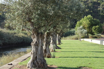 olive trees