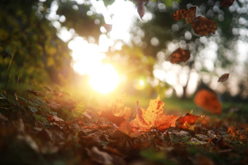 End of summer season in the park