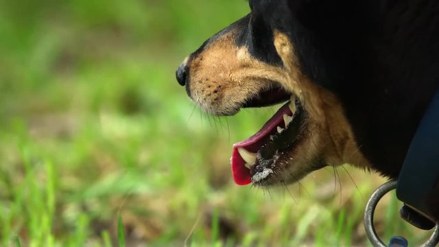 Closeup of kelpie dog mustering at the Kelpie Muster in Australia.