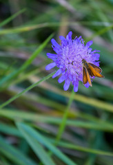 Flower with butterfly