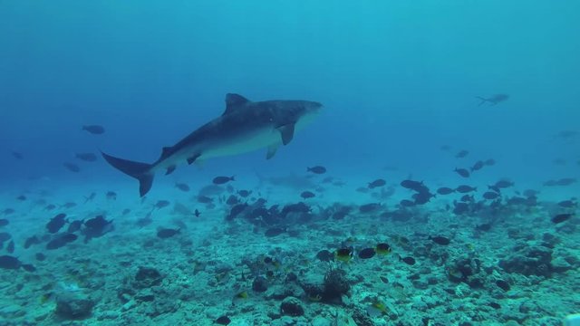Two Tiger Sharks slowly swim around the rocky seabed in search of food, school of different types of tropical fish swim nearby. Tiger Shark, Galeocerdo cuvier, Indian Ocean, Fuvahmulah Atoll, Maldives