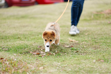 corgi puppy walking on grass