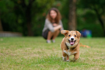 happy corgi puppy running on a field with owner