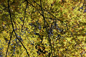 Autumn coloured leaves