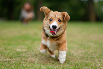 Naklejka na ściany i meble Happy corgi puppy running on grass