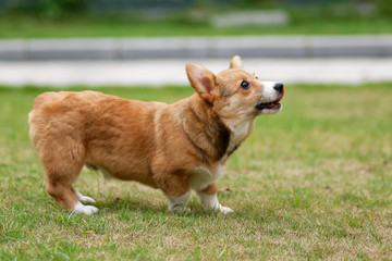 Happy corgi puppy running on grass